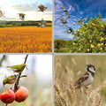 Vogelverjager op Zonne-energie - Automatische Ongediertebescherming